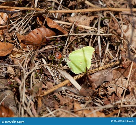 Brimstone Butterfly Stock Image Image Of Shadows Wildlife 30457835