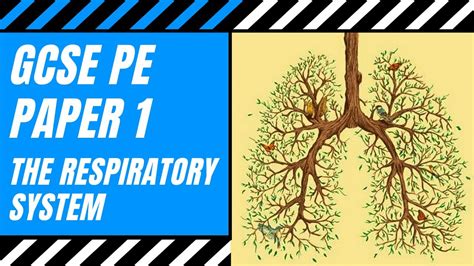 AQA GCSE PE The Pathway Of Air Gaseous Exchange The Lungs