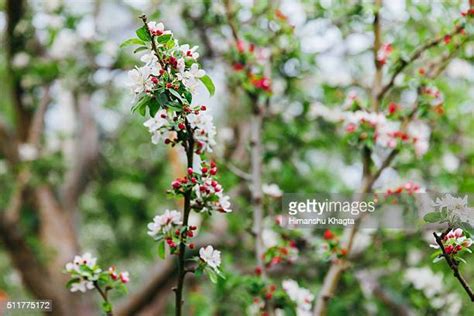 Full Bloom In Apple Orchards In Himachal Pradesh Photos And Premium