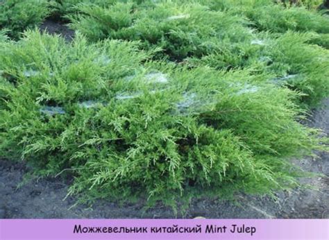 Хвойные кустарники: особенности, уход, виды, обзор с описанием и ...