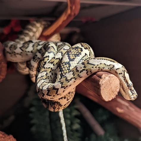 Genetics Lab Reptiles - *sold* 2013 male ivory ball python. Can't go