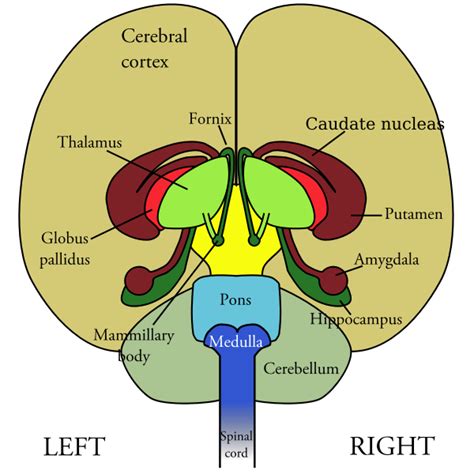 Brain Front View Free Svg