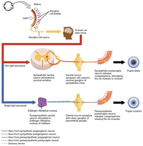 Autonomic Reflexes and Homeostasis | Anatomy and Physiology I