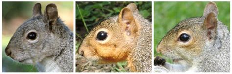 How Do You Tell California Squirrels Apart Bay Nature Magazine