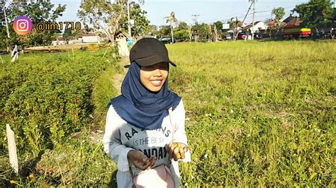 Cara Panen Golden Berry Panen Ciplukan Di Sawah Ica Official YouTube