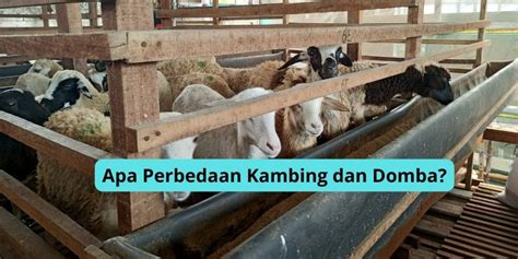 Apa Perbedaan Kambing Dan Domba