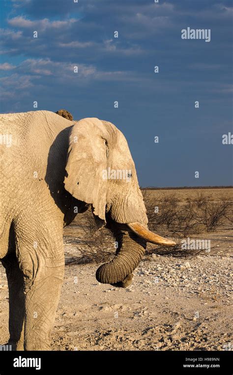 Etosha NP, Namibia Stock Photo - Alamy