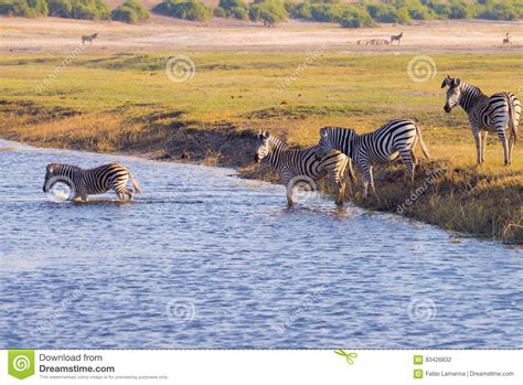 Zebras Crossing Chobe River Stock Photo Image Of Herbivore Park