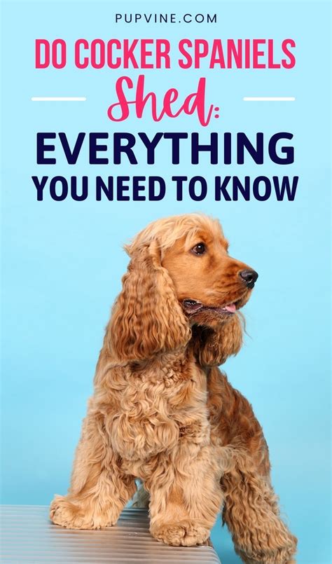 Do Cocker Spaniels Shed Everything You Need To Know Artofit