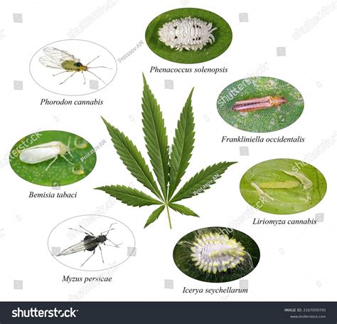 Cannabis Pests