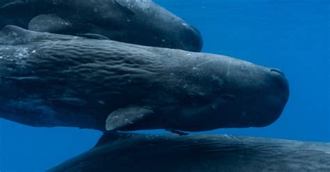 What Are Sperm Whales Saying Researchers Find A Complex Alphabet Laist