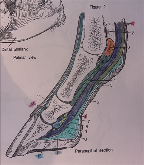 Within The Digit Parasagittal Section Diagram Quizlet