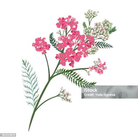 Yarrow Flower Medicinal Plant Isolated On White Background Achillea Millefolium Stock