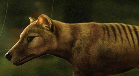 Could The Thylacine Soon Be Resurrected Once An Apex Predator In Its