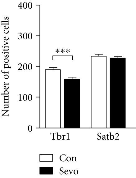 Maternal Sevoflurane Exposure Decreased The Production Of Deep Layer