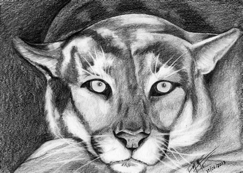 Puma by Raccoon83 on DeviantArt