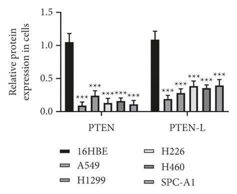 A Decrease In Pten And Pten L Expression Was Observed In Nsclc Tissues