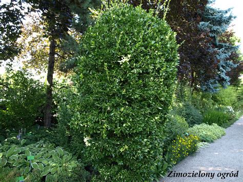 Zimozielony ogród Zimozielone rośliny liściaste w Ogrodzie botanicznym