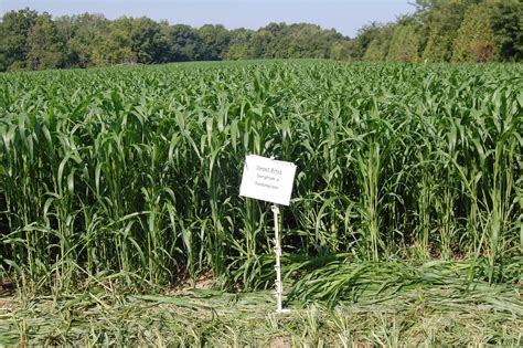 Sorghum Sudangrass — Cisco Farm Seed