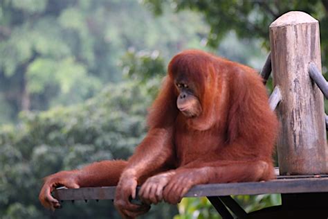 Zoo Negara Malaysia National Zoo Pomusa Travel Blog