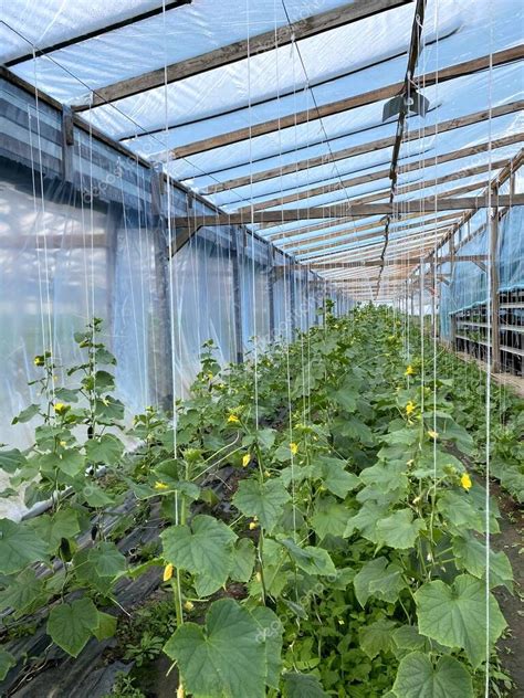 Plantas De Pepino Creciendo Dentro De Un Invernadero Plantar Cultivar Y Cosechar Pepinos