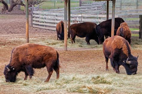 The Zoo in Sioux Falls, South Dakota is a Family Friendly Attraction for All Ages Stock Photo ...