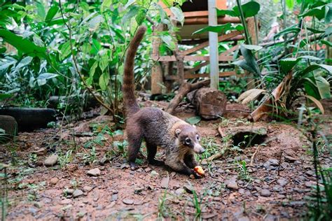 Nature & Wildlife in Provincia De Puntarenas: Book Tours & Activities at Peek.com