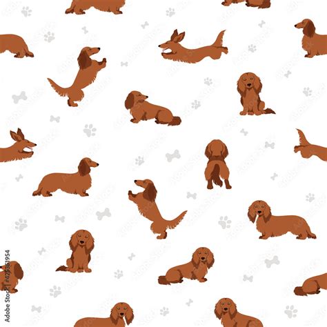 Dachshund long haired seamless pattern. Different poses, coat colors ...