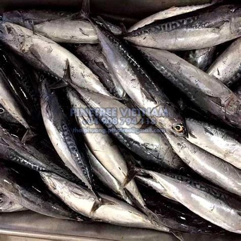 Frozen Bullet Tuna Pinetree Vietnam Seafood Exporter Sale