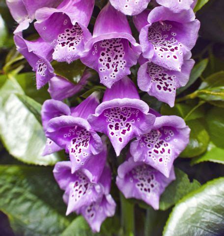 Digitalis