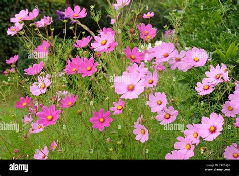 Pink Cosmos Bipinnatus Commonly Called The Garden Cosmos Or Mexican