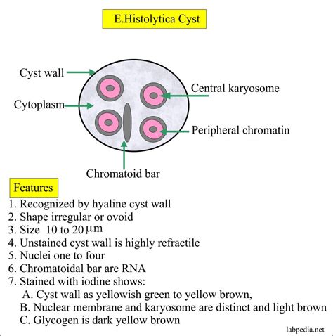 Entamoeba Histolytica Cyst Label