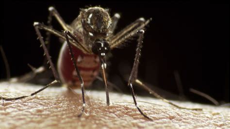 Was Reisende Ber Das Dengue Fieber Wissen Sollten Video Dailymotion