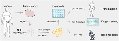 Integration Of Organoids In Peptide Drug Discovery Rise Of The High