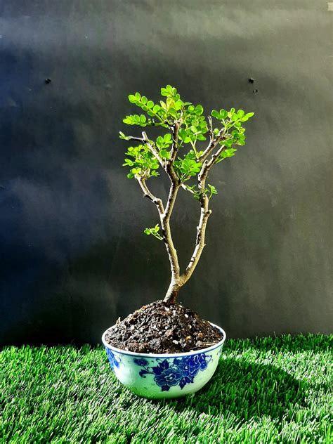 Micro Bonsai Chinese Pepper Tree Zanthoxylum Beecheyanum