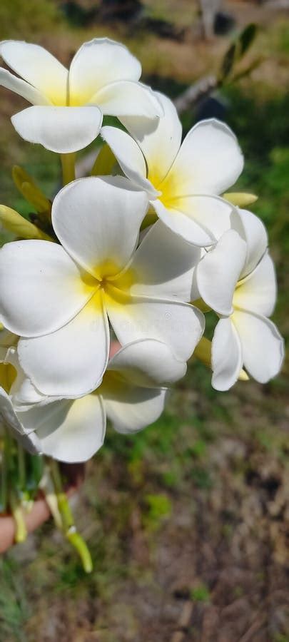 White Frangipani Flower Garden Stock Image Image Of Frangipani White