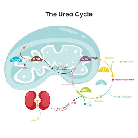 Ciclo de la urea vía de reacción bioquímica que produce urea a partir