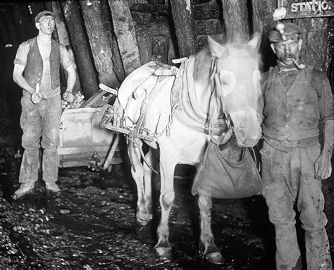 The Welfare of Pit Ponies | History Today