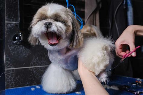 Cuteness Unleashed The Enchanting Teddy Bear Haircut For Shih Tzu