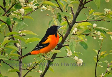 Baltimore Oriole Photography Orioles Fine Art Male Baltimore Oriole