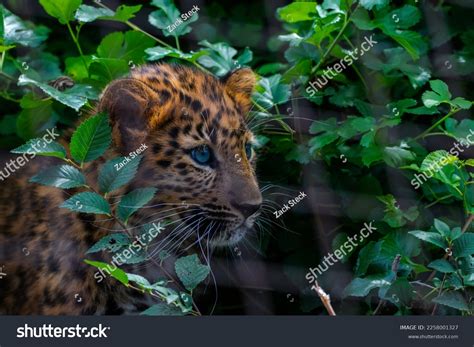 Amur Leopard Cub Blue Eyes Leaves Stock Photo 2258001327 | Shutterstock