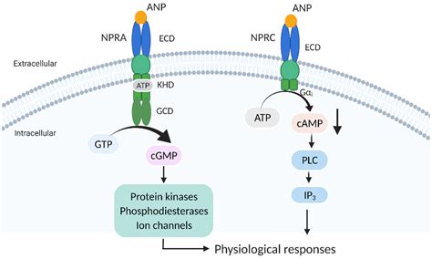 Cancers Free Full Text Pleiotropic Roles Of Atrial Natriuretic