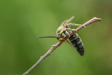 Foto Gratis Wasp Hornet Insectos Macro Imagen Gratis En Pixabay