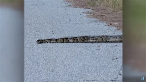 Suncoast Woman Spots Elusive Burmese Python Far Away From Natural