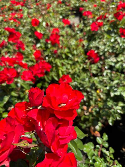 Rosa Sevillana®shrub Devil Mountain Wholesale Nursery