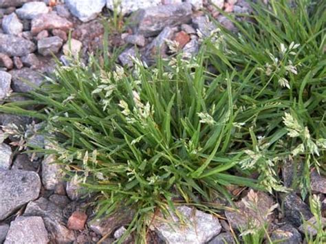 Poa annua (Annual Blue, Annual Bluegrass, Annual Meadowgrass, Low ...