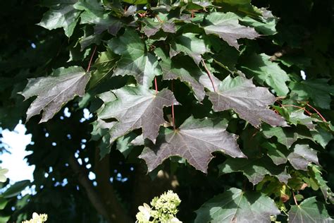 Klon Zwyczajny Faassen`s Black Acer Platanoides Faassen`s Black Szkółka W Józefinie