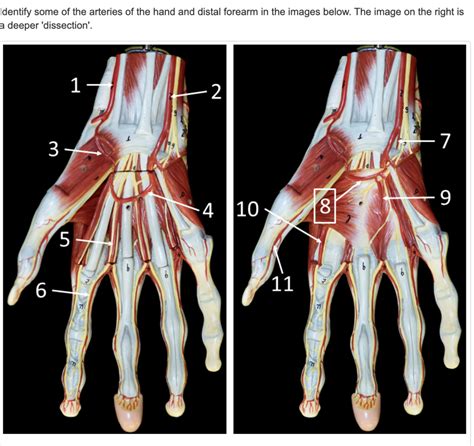 Arteries Of Hand Diagram Quizlet