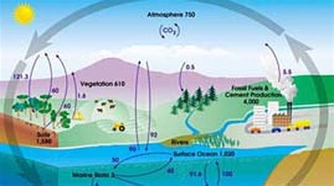 The Nitrogen Cycle Science Interactive Pbs Learningmedia