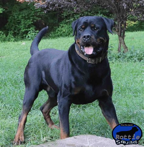 Zamp Vom Vilstaler Land II Rottie Squad Kennel